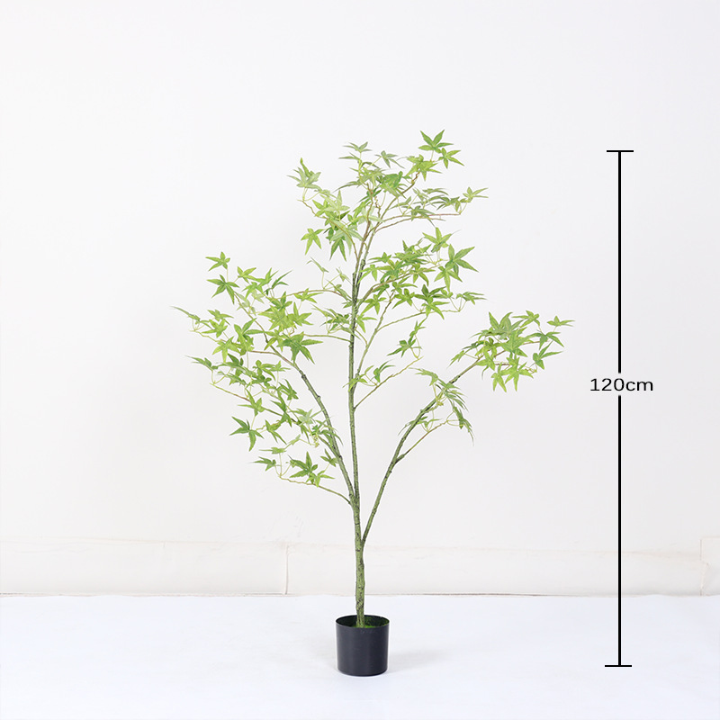 Bonsaï mini érable vert régulier - 120cm