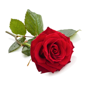 Wholesale Customizable Edible <strong>Rose</strong> Petal Flower Herbal <strong>Extract</strong> Powder <strong>Natural</strong> Organic Health Food Grade 10:1 for Women's Health - Product Image 2