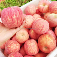 Beste kwaliteit JUFU merk Fuji rode sappige appels Shandong hoge versheid zoete kwaliteit 1 nieuwste oogst koude opslag geëxporteerd gecertificeerd