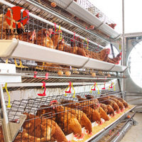 Cage à poulets de chair de type H en acier galvanisé à chaud, 4 niveaux, haute densité, pour élevage de poulets de chair