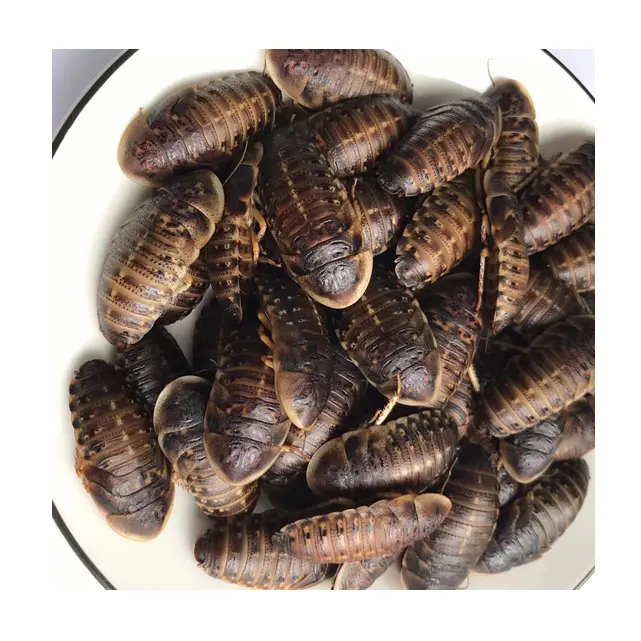 Dubia Kecoa Pakan Hewan Aditif Dapat Dimakan Bug Belatung Dubia Roach untuk Reptil