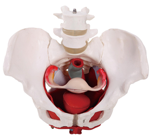 Medische Onderwijs Anatomisch Model Volwassen Vrouwelijke Bekken Van Pvc Met Afgeronde Vorm - Product Image 1