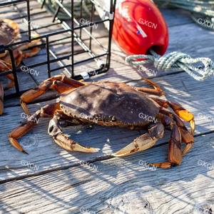 Bouée de flotteur de piège à crabe rouge et blanc léger Mousse à cellules fermées <span class=keywords><strong>haute</strong></span> densité pour une pêche à la mouche et une capture efficaces du crabe - Product Image 2