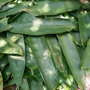 ใบไผ่ธรรมชาติสำหรับห่ออาหาร ชา และอาหารแบบดั้งเดิม - Product Image 1