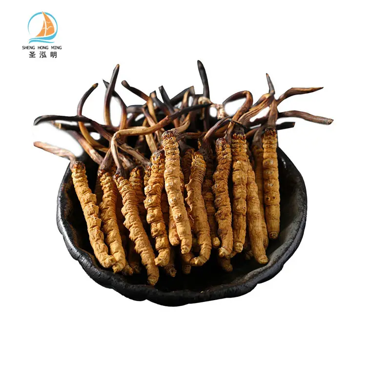 Cordyceps sinensis naturel pur en vrac, champignon sauvage entier, Cordyceps sinensis séché