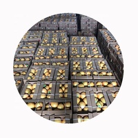 SHARP DRAGON Verse Honing Pomelo |   Premium citrusvruchten graad 1, 10kg doos, levering aan wereldwijde kopers