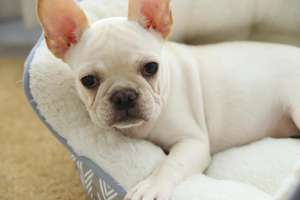 <span class=keywords><strong>Pas</strong></span> <span class=keywords><strong>cher</strong></span> Offre Spéciale Top Qualité Lavable <span class=keywords><strong>Chien</strong></span> Lit De Mode <span class=keywords><strong>Pas</strong></span> <span class=keywords><strong>Cher</strong></span> Personnalisé En Plein Air Mignon <span class=keywords><strong>Chien</strong></span> Lit - Product Image 6