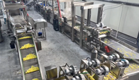 Automatische productielijn voor kleine tot middelgrote productie van diepvriesfrieten, 100 kg/uur - 500 kg/uur