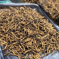 Cordyceps Sinensis Séché Naturel de Qualité Supérieure, Pur, 3 Pièces par Gramme