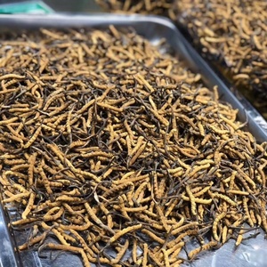 <span class=keywords><strong>Cordyceps</strong></span> Sinensis Selvatico di Alta Qualità, Puro e Naturale, 3 Pezzi per Grammo - Product Image 2