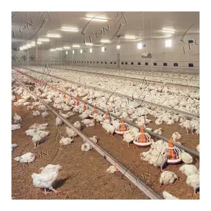 Günstiger Preis verzinkte Geflügel ausrüstung für Broiler farm