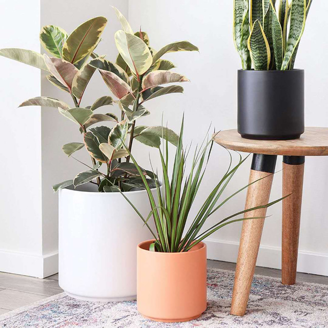 Modern Matt Black Large Plant Pot Stand - 8, 10, 12 Inch Ceramic Home Decor  for Green Plants