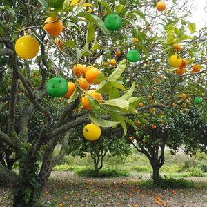 A48 Venta caliente jardinería invernadero fruta mosca pegamento insecto Catcher desechable Fly Catcher pegamento pegajoso fruta mosca trampa bola - Product Image 6