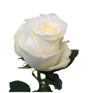 新鲜新肯尼亚鲜切花骄傲纯白色婚礼玫瑰大头50厘米茎批发零售鲜切玫瑰