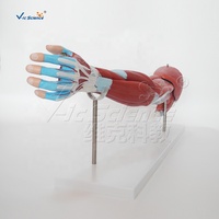 Modelo Anatómico de Ciencia Médica, Músculo del Brazo Humano (7 Partes), Modelo de Músculo de Anatomía Humana