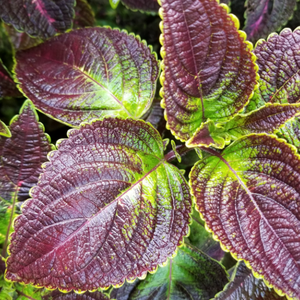 GMP standar kualitas tinggi Perilla Frutescens ekstrak makanan bubuk kelas dalam kemasan Drum dikemas vakum HPLC diuji - Product Image 3