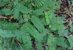 Natuurlijke <span class=keywords><strong>Abrus</strong></span> Cantoniensis Hance Kruid <span class=keywords><strong>Extract</strong></span> 10:1 Poeder - Product Image 4