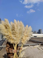 Bunga Kering Alami Langsung dari Pabrik, Rumput Pampas Besar Warna Beige untuk Dekorasi Rumah, Pernikahan, Natal, atau Wisuda