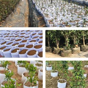 Fabrik-Großhandel Blatt-Trimmer mit Flachem Trimmbrett, Gerade und Gebogene Scheren, 6 Farboptionen, Kunststoff-Gartenwerkzeug für Topf-Untersetzer - Product Image 5