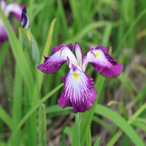 Iris <span class=keywords><strong>japonais</strong></span> 'Yamaji Nishiki' - Une <span class=keywords><strong>plante</strong></span> aquatique adaptée aux bassins de jardin et aux serres - Iris <span class=keywords><strong>japonais</strong></span> - Product Image 4