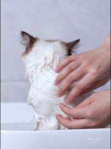 宠物干燥箱猫降噪滑轮透明干燥箱狗宠物家用沐浴烘干机箱 - Product Image 2