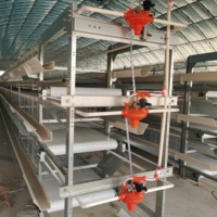 Cage de batterie pour l'élevage de volailles, pigeons et cailles avec système d'abreuvement automatique