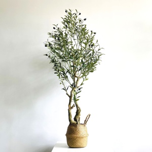 Vente en gros de fausses olives artificielles en plastique <span class=keywords><strong>pour</strong></span> décoration intérieure au toucher naturel 150cm 5ft Plante d'olive artificielle avec <span class=keywords><strong>pot</strong></span> - Product Image 1