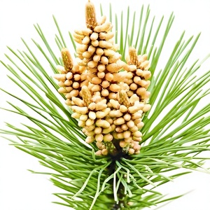 สารสกัดจากดอกบัวและเกสรรากพลัตติโคดอนบดละเอียด เกรดอาหาร ความบริสุทธิ์สูง มีปริมาณมาก - Product Image 4