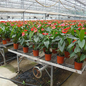 Bacs de culture hydroponiques en plastique 3x6 4x8 4x6 4x4, tables de culture avec <span class=keywords><strong>roulettes</strong></span> - Product Image 2