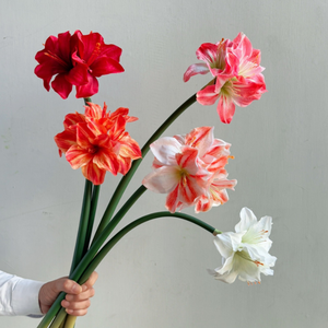 Offre Spéciale Fleurs Artificielles <span class=keywords><strong>Amaryllis</strong></span> Soie Toucher Réel Clivia 4 Têtes Décoration Maison - Product Image 1