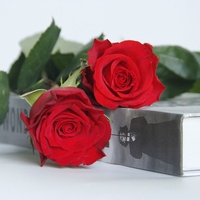 Wettbewerbs fähiger Preis Long Stem Natural Bulk Frisch geschnittene Blumen Rote Rosen Für Hochzeit Valentinstag Blumen arrangement Dekoration