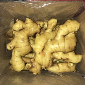 2025 fresco a buon mercato pungente e delizioso fornitori della cina di alta qualità zenzero prezzo all'ingrosso - Product Image 4