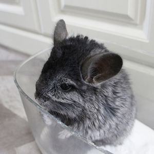 Arena de Baño Ecológica y Desechable para Hámsteres y Chinchillas DongnaiPETS, con Aroma a Manzana, Libre de Polvo, Altamente Absorbente, con Control Extra de Olores - Product Image 1