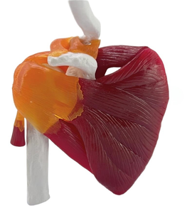 Modelo Funcional de Articulación del Hombro Derecho <span class=keywords><strong>Humano</strong></span> a Tamaño Real, Muestra los Músculos del Manguito Rotador, Ligamentos <span class=keywords><strong>y</strong></span> Tendones para la Educación Médica - Product Image 5