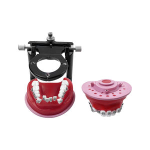 Modello Dentale Ortodontico per Trattamento con Brackets, per Pratica e Formazione di Tecnici Dentali, Insegnamento Odontoiatrico - Product Image 3