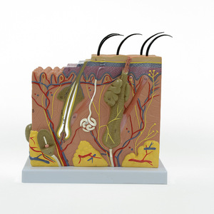 Modèle de peau 3D 70x pour l'enseignement médical en dermatologie : Modèle anatomique agrandi des couches et de la structure de la peau humaine - Product Image 1