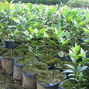 <span class=keywords><strong>Sac</strong></span> <span class=keywords><strong>de</strong></span> Pépinière <span class=keywords><strong>de</strong></span> Haute Qualité pour Utilisation Agricole - Product Image 4