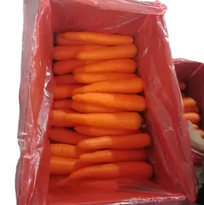 Carota fresca di qualità selezionata 100-250 grammo China factory export