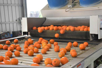 Machine de tri et de calibrage automatique en acier inoxydable 304 pour pommes, oignons, oranges, myrtilles, pommes de terre, avocats, dattes, fruits et tomates avec fonction de lavage