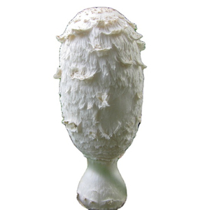 Extracto de <span class=keywords><strong>seta</strong></span> de Melena, extracto de <span class=keywords><strong>Coprinus</strong></span> Comatus - Product Image 1