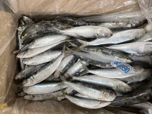 <span class=keywords><strong>Sardinas</strong></span> Enteras Congeladas, <span class=keywords><strong>de</strong></span> Pesca Ligera, al Mejor <span class=keywords><strong>Precio</strong></span>, para el Mercado, <span class=keywords><strong>Sardinas</strong></span> Congeladas BQF, 80-90 Unidades - Product Image 3