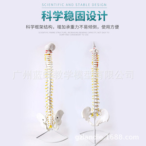 Modelo de Columna Vertebral Humana de 80 cm, Esqueleto de Ejercicio Médico para Adultos 1:1, Modelo de Columna Cervical y Lumbar - Product Image 3
