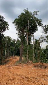 Hot Selling Raw <b>Wood</b> Chengal <b>Logs</b> 24-99/20-23.5/19-19/14-17.5 Meter Diameter Sizes High Quality <b>Wood</b> <b>Logs</b> - Product Image 3