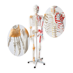 Modèle de crâne FRT002, moitié ligaments, moitié muscles peints, points d'origine et d'insertion détachables, squelette humain de 176 cm - Product Image 5