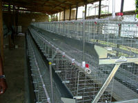 Équipement d'élevage avicole, cage à batterie de type A, poulailler, cages à poulets de type pondeuse ou de chair, excellent moteur pour animaux de ferme de type A
