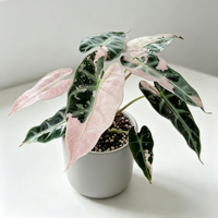 Nouvel Arrivage : Ornement en forme de lance, feuille verte mouchetée de blanc, décoration tropicale pour la maison, le bureau, la fenêtre et l'intérieur