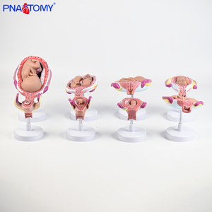 ชุดโมเดลการตั้งครรภ์ของมนุษย์ขนาดเท่าชีวิต8ชิ้นการพัฒนาตัวอ่อนในระยะการเจริญเติบโตของทารกในครรภ์ประกอบด้วยวิทยาศาสตร์การแพทย์ของรังไข่ - Product Image 4