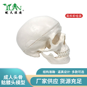 Modèle de crâne adulte, sculpture de crâne, échelle 1:1, pour l'enseignement et l'anatomie médicale. - Product Image 5