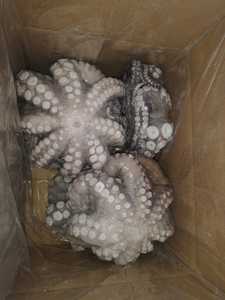 <span class=keywords><strong>Pulpo</strong></span> gigante congelado de alta calidad a buen <span class=keywords><strong>precio</strong></span>, <span class=keywords><strong>pulpo</strong></span> de Perú, <span class=keywords><strong>pulpo</strong></span> <span class=keywords><strong>grande</strong></span> - Product Image 4