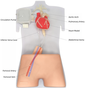 Simulador de Treinamento Médico ECMO para Treinamento de Punção de Artéria <span class=keywords><strong>Femoral</strong></span> e Veia Guiada por Ultrassom - Product Image 6
